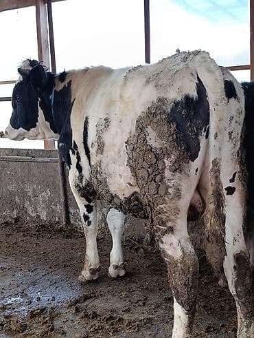 прост ат: Продаю | Бык (самец) — 3