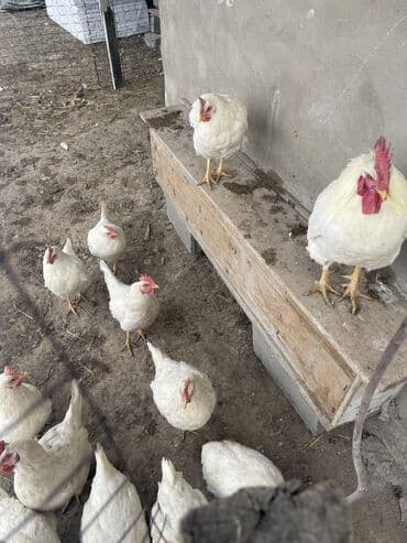 бишкектен уй сатылат: Куры курицы 🐔 14 шт + 1 петух 🐓 Куры по 400с Петух 800с Адрес село — 4