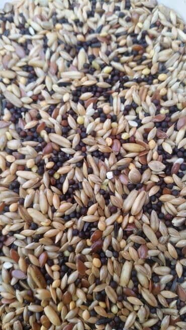 купить клетку для бройлеров: Амадины очень просты в содержании и прекрасно подходят для начинающих — 5