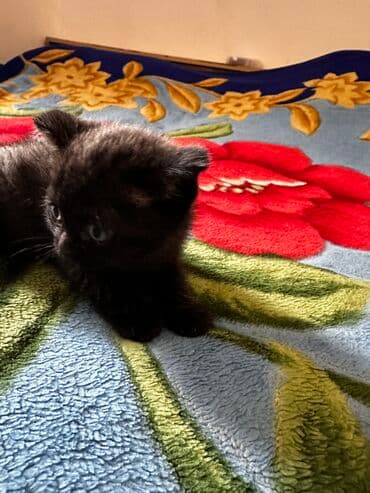 купить вислоухого котенка в бишкеке: Скотиш Фолд (Шотландская вислоухая), 2 месяца, Мальчик, Золотая шиншилла, Приучена к лотку, Проглистована — 6