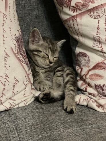 алабай кучук алам: Породистый полосатый котёнок (серебристый табби). - Окрас — 1