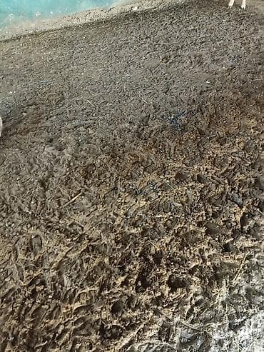 Короодогу конду озунор чаап алып кеткиле,Бекер, алатоо конушунда — 2