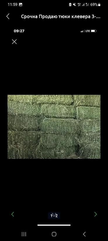 Карабалта тук сатам беде 200 чыгат 330 дан алып кеткиле Клевер 🍀 at lalafo.kg Карабалта тук сатам беде 200 чыгат 330 дан алып кеткиле Клевер 🍀