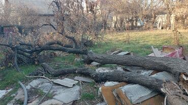 Дрова Самовывоз