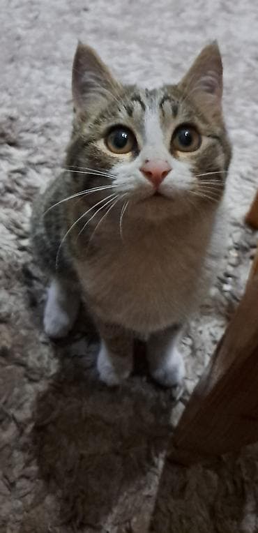 сколько стоит котенок мейн куна: Отдам в добрые руки котенка, 5 месяцев, девочка. Приучена к лотку — 3