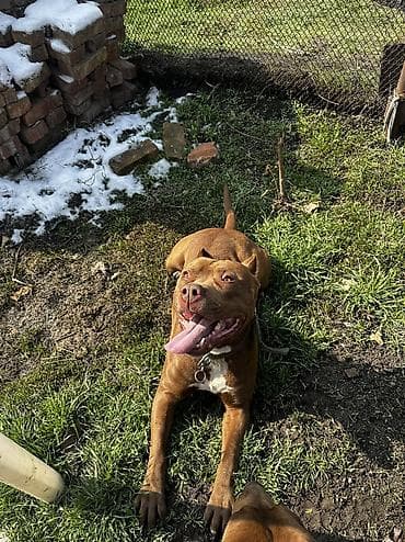 Иттер сатылат: Амстафф, 2 жаш, Эркек — 3