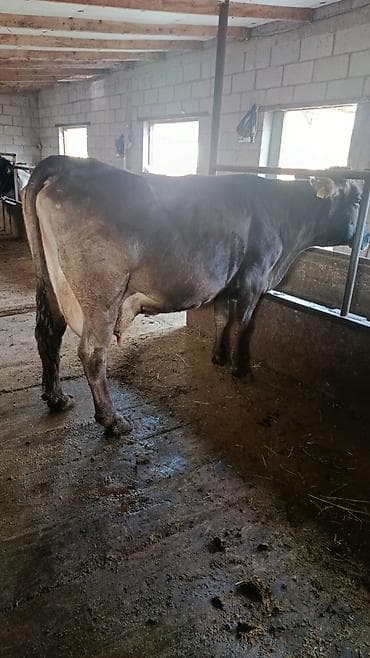 Продам с/х животных: Продаю | Корова (самка) | Для молока — 2