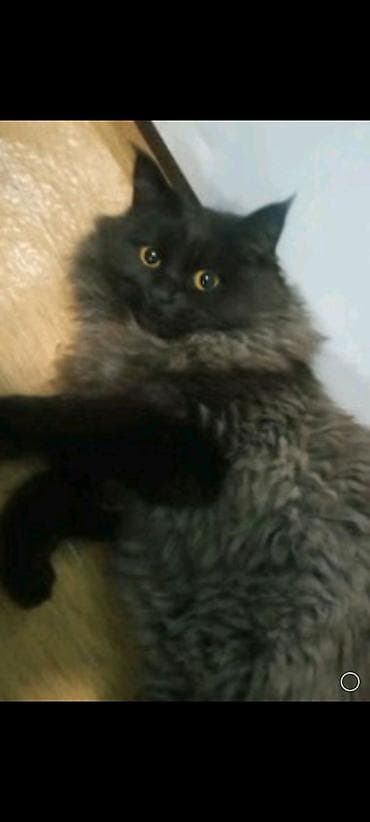 кошки на обувь: Кошка даром: Британская короткошёрстная, 2 месяца, Девочка, Метис, Приучена к лотку, Проглистована — 6