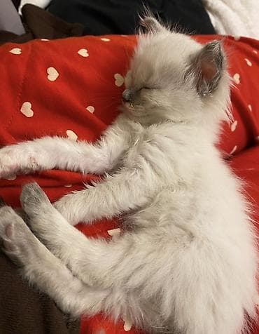 Скотиш Фолд (Шотландская вислоухая), 2 месяца, Мальчик, Приучена к лотку, Проглистована, С документами — 7