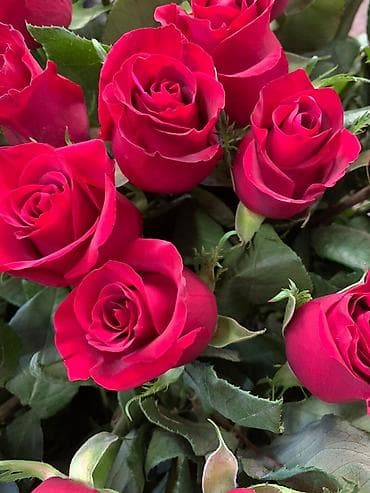 pro max 13: Розы Бишкек, букеты. Цветы. Гулдор. Гул. Розалар — 3