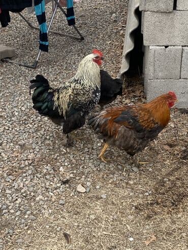 купить собаку доберман в бишкеке: Продаю | Петух | Домашняя | Для разведения — 2