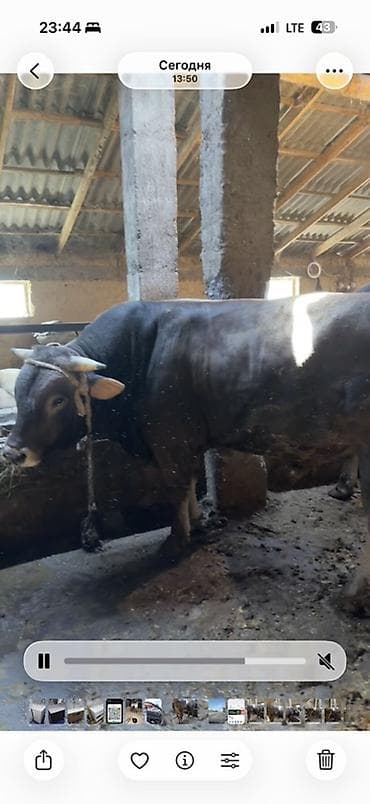 животные собаки: Продаю | Бык (самец) | Швицкая | На откорм | Привязанные — 4