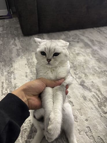 золотая шиншилла бишкек: Шотландская кошка серебристого окраса (вислоухая). Крупные круглые — 5