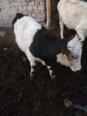 породистые кошки в добрые руки: Продаю | Бык (самец) | Искусственник — 2