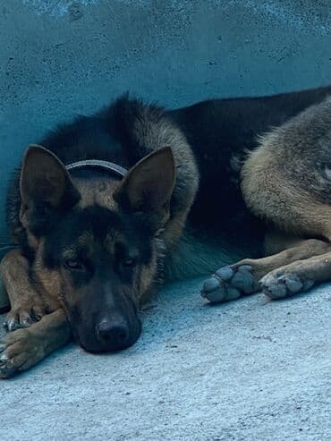 акустические системы maxxter колонка в виде собак: Немецкая овчарка, пол:мужской 1,5года Подходит для охраны — 1