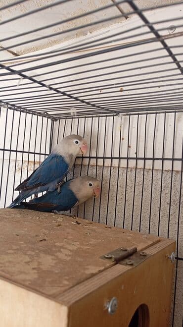 Иттер: Пара декоративных птиц в клетке. Предлагаются: - Волнистые — 1