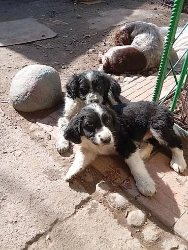 german shepherd: Отдам кутят в добрые руки. Мама-спаниель.Отец Дворняжка — 4