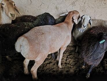 домик для кроликов: Продаю | Овца (самка) | На забой, Для разведения | Племенные — 5