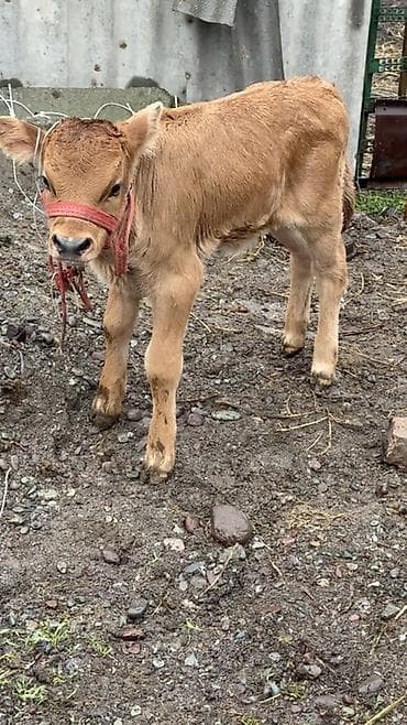 ангус бычок: Продаю | Бык (самец) | Для молока — 2