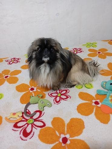 слон: Пекинес мальчик привит есть паспорт— домашний компаньон Порода — 8