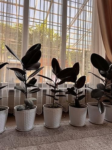 спрей розы: Фикус эластика (Ficus elastica, каучуконосный) в декоративных кашпо — 2