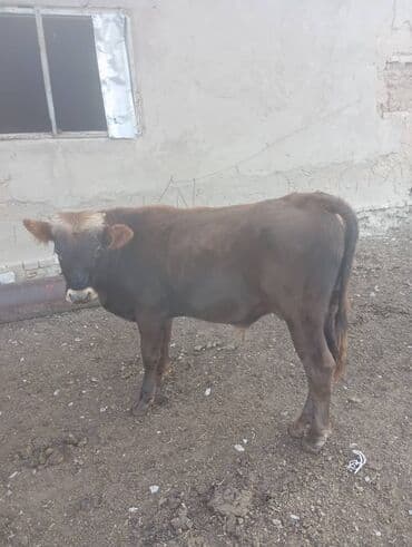 собака доберман сколько стоит: Продаю | Бык (самец) | Алатауская — 1