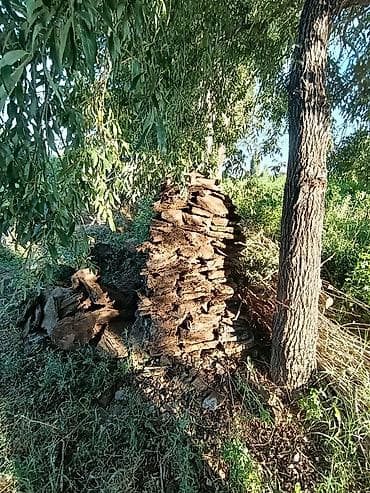 тун азык: Кизяк (сухие лепёшки навоза) для отопления и растопки. - Форма — 2