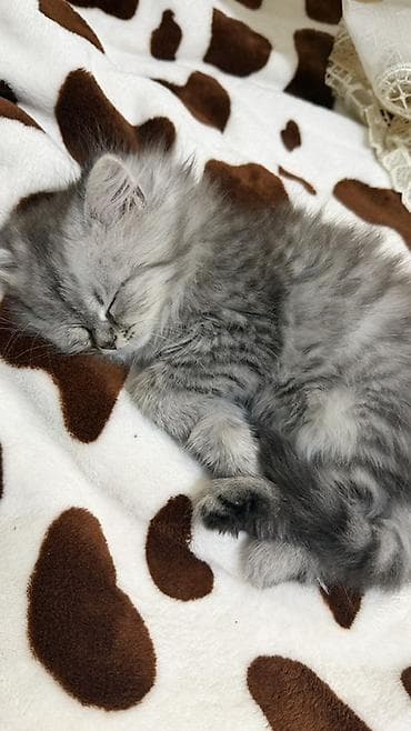 хаски собаки: Скотиш Страйт (Шотландская прямоухая), 2 месяца, Девочка, Серебристая шиншилла, Приучена к лотку — 1