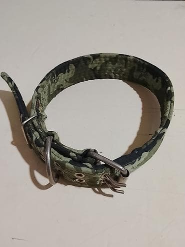 Ветеринар кызматы: Ошейник — 1