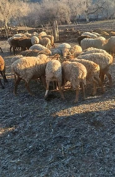 Другие животные: Кормушка для овец (круглая) - Вместимость: рассчитана на 12–14 голов — 6