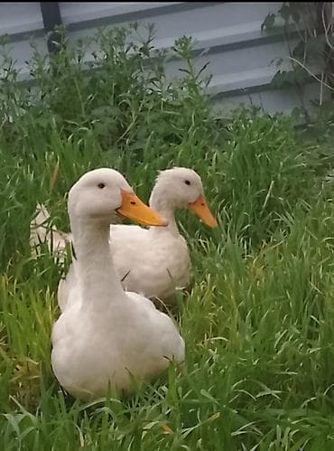 утка дикий: Домашние утки белой породы (2 продаю срочно головы) - Порода: белая — 3