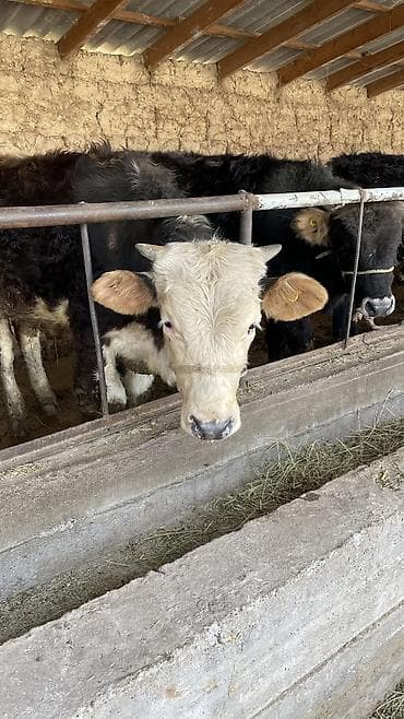 девушки талас: Продаю | Бык (самец) | На откорм, Для разведения — 8