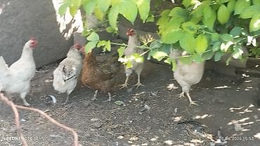 дом животных: Продаю | Куры | Домашняя — 5