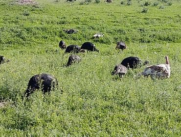 домашние рыбки: Индюктар сатылат келишим баада Сокулук районунда — 3