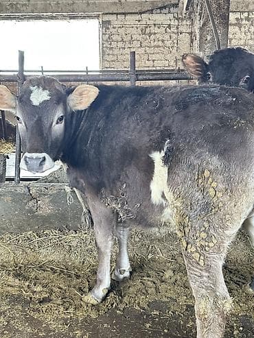 Аквариумы: Продаю | Тёлка | Алатауская — 5