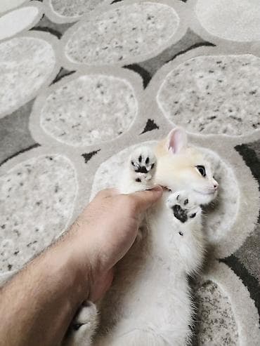 Кошки: Котёнок породы британская короткошёрстная Пол девочка Не — 3