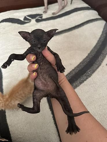 Котята ориентальной/сфинксовой группы. Описание: - Помёт от — 1
