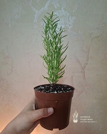 розмарин бишкек купить: 🌿 Ароматный РОЗМАРИН в горшке — красивое и полезное растение для дома — 4