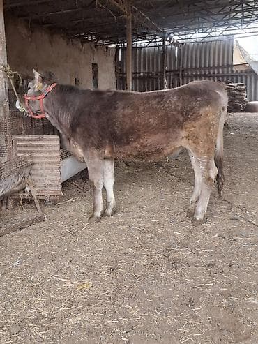 А/ч жаныбарларын сатам: Сатам | Кунаажын | Швиц | Бордоп семиртүү үчүн | Кысыр — 1