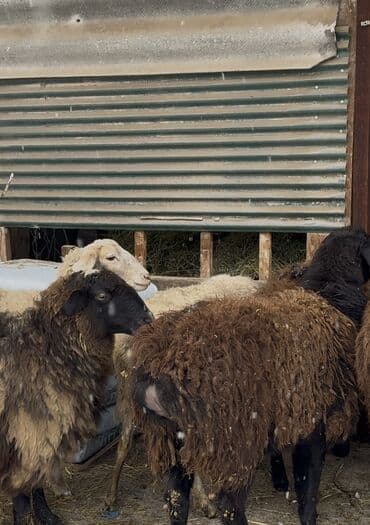 яйцо бройлер: Продаю | Овца (самка) | Гиссарская, Арашан | Для разведения | Матка — 4