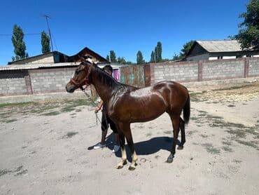 в связи с переездом отдам попугая жако в добрые руки: Продаю | Жеребенок | Рабочий — 5