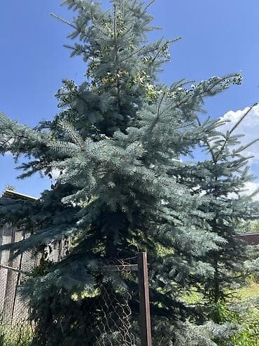 стул каракол: Ель голубая (Picea pungens ‘Glauca’) — взрослое декоративное дерево — 2