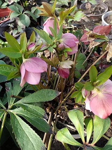 различные цветы: Продаю цветы. голантусы ( подснежники) 500сом. Морозник по 700сом — 6