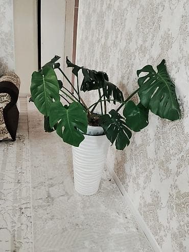 Монстера делициоза (Monstera deliciosa) - Крупное комнатное растение