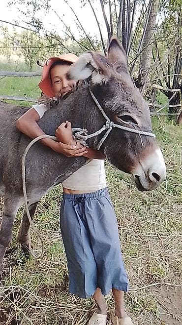 животные собака: Осёл рабочий с седлом и упряжью. Особенности: - Подходит для — 2