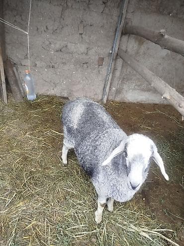 Грызуны: Продаю | Овца (самка) | Для разведения — 4