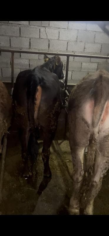 маленькие бычки: Продаю | Бык (самец) | На откорм | Привязанные — 7