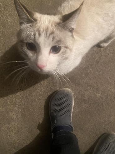 Услуги ветеринара: Девочка — 1