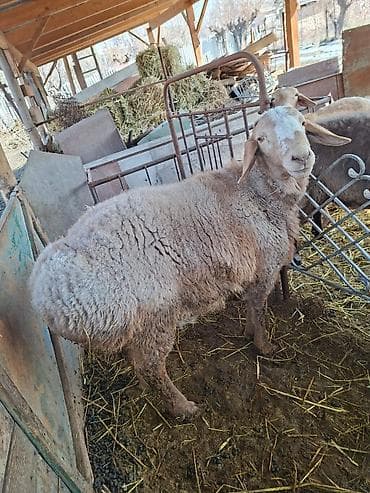 бир: Сатам | Кочкор (эркек) | Көбөйтүү үчүн — 4