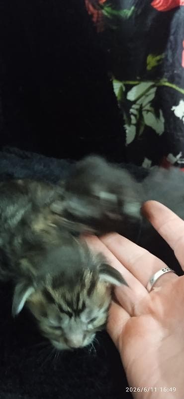 кошка породистый: Мейн-Куны🥰. Предлагаются для раннего бронирования 3 котика 😊 Шикарные — 3